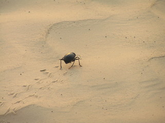 Scarabeus auf Wanderschaft