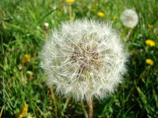 Fototapeta premium Dandelion