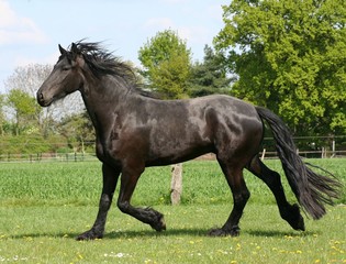 Friese