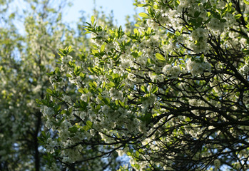 Branch of a blossoming tree with white flowers 