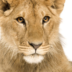 Lion Cub (9 months)
