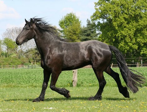 Friese