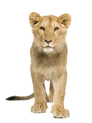 Obraz na płótnie Canvas Lion Cub (9 miesięcy)