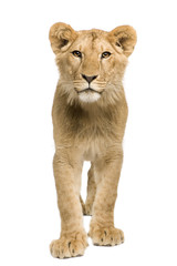 Fototapeta premium Lion Cub (9 months)
