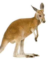 Jeune kangourou roux (9 mois) - Macropus rufus