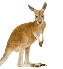 Young red kangaroo (9 months) - Macropus rufus - obrazy, fototapety, plakaty