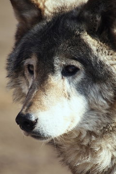 Portrait of a gray wolf at the zoo
