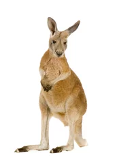 Abwaschbare Fototapete Känguru Junges rotes Riesenkänguru (9 Monate) - Macropus rufus