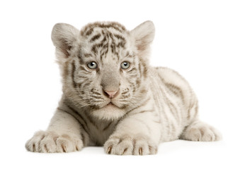 Naklejka premium Lisiątko białego tygrysa (2 miesiące)