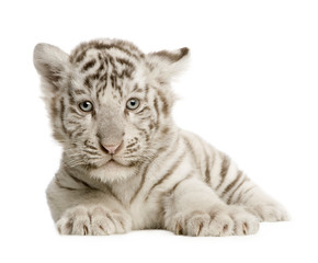 Fototapeta premium Lisiątko białego tygrysa (2 miesiące)