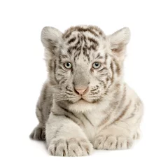Abwaschbare Fototapete Tiger Weißes Tigerjunges (2 Monate)