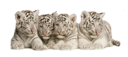 Tableaux ronds sur aluminium brossé Tigre Tigre blanc (2 mois)