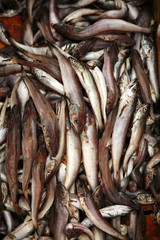 Obraz premium Fresh catch