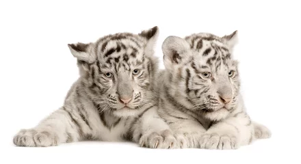 Crédence de cuisine en verre imprimé Tigre White Tiger cub (2 months)