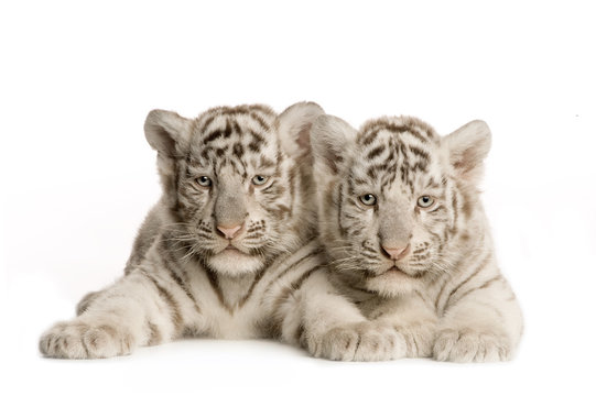 White Tiger cub (2 months)