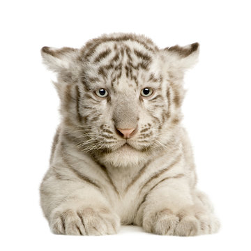 White Tiger cub (2 months)
