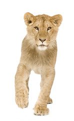 Fototapeta na wymiar Lion Cub (9 miesięcy)