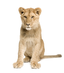 Fototapeta na wymiar Lion Cub (9 months)