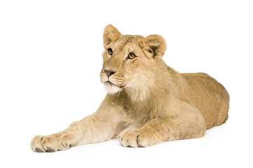 Fototapeta premium Lion Cub (9 months)