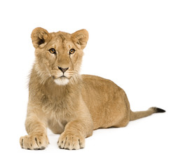 Lion Cub (9 months)