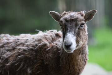 Fototapeta premium Mufflon