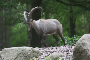Steinbock