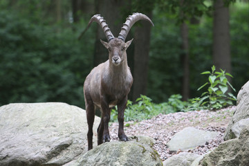 Steinbock