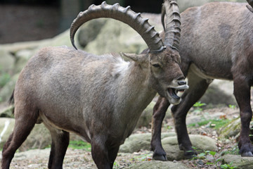 Steinbock