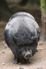 Hängebauchschwein