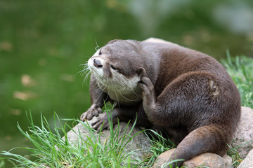 Zwergotter