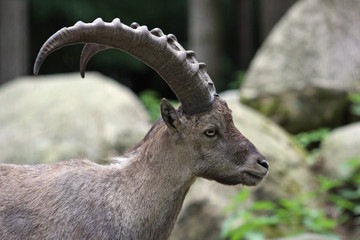 Steinbock