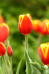Fototapeta premium tulip
