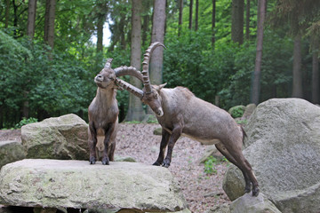Steinbock
