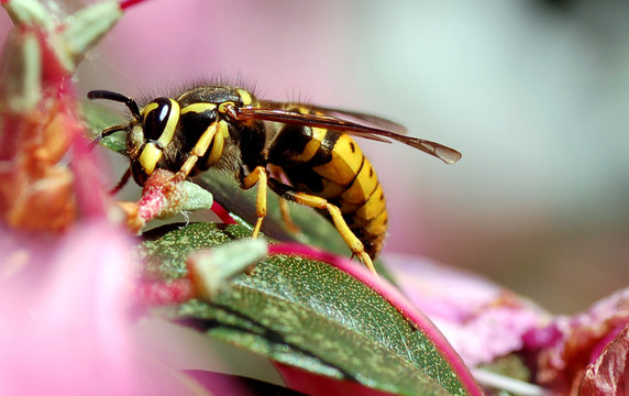 Queen Bee