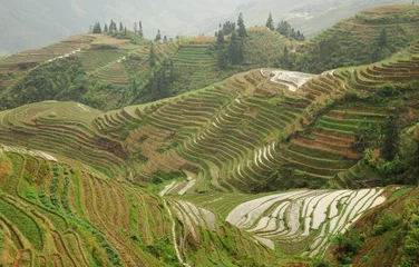 Fotobehang riziere en terrasse, region guangxi, chine © M.studio