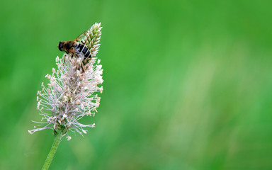 Bienenfleiß