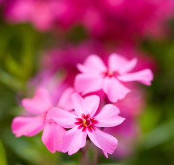 Fototapeta premium flower