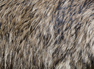 emu feathers