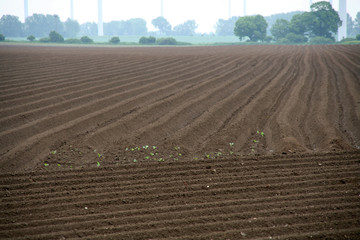 auf dem Feld