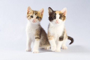 two kitten standing on a floor, isolated