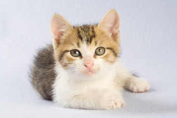 lying striped kitten, isolated