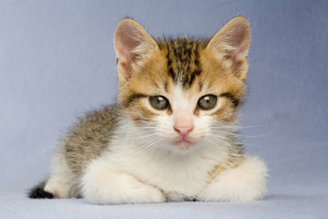 lying striped kitten, isolated