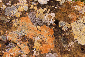 Lichens
