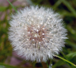 Fototapeta premium dandelion