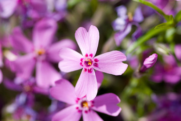 Obraz premium flower
