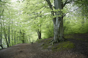 Danish spring beech forest with delicate green leaves.