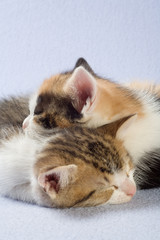 sleeping kittens, isolated