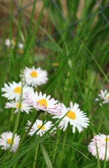 daisies