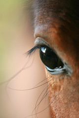 Horse eye