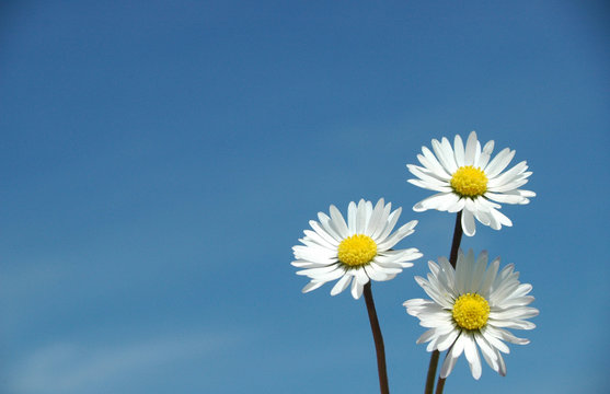 Fototapeta flowers